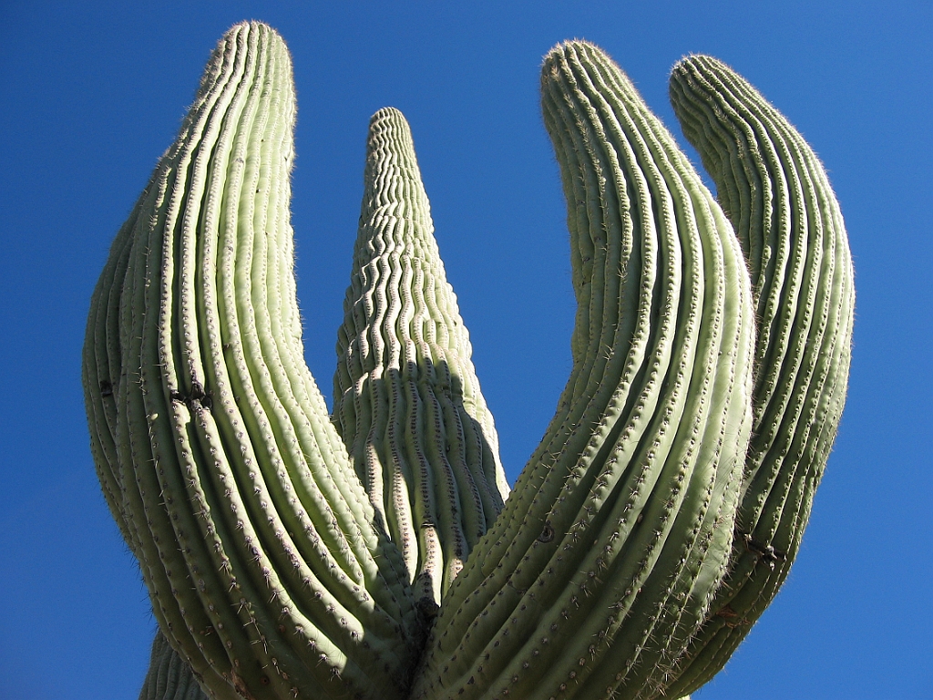127 Saguaro National Park.jpg